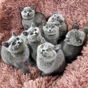 magnificent kittens